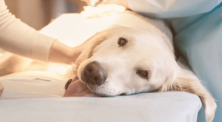 Pet Surgery Near Me 97224 Narra Veterinary Clinic